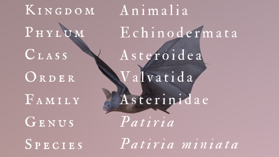 Classification box; text reads: Kingdon Animalia, Phylum Echinodermata, Class Asteroidea, Order Valvatida, Family Asterinidae, Genus/Species Patiria miniata